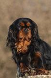 CAVALIER KING CHARLES 378